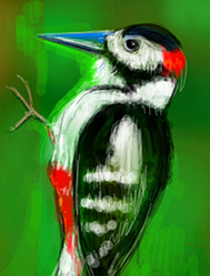 Woodpecker